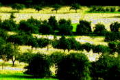 Wiese